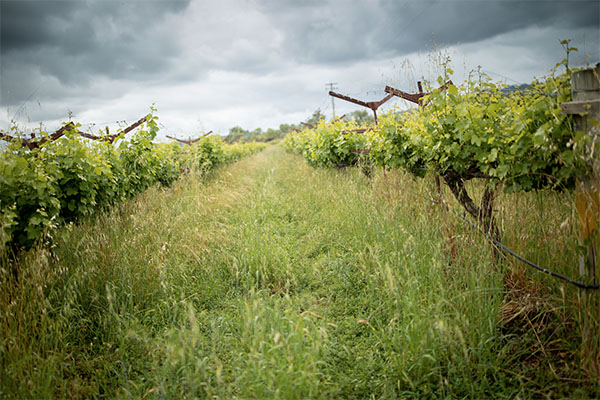 Vineyard row at the Eco Terreno wine farm