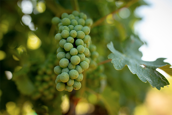 Biodynamic grapes on the vine at Eco Terreno