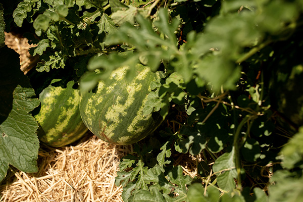 In the Eco Terreno edible garden, watermelons are growing on the vine