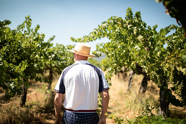 Mark Lyon founder of Eco Terreno walking through the vineyards at summer