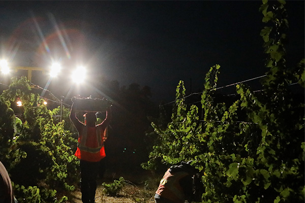 Grapes being harvested at Eco Terreno wine farm duing the night.