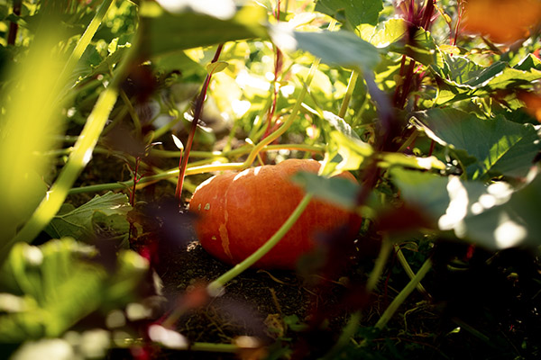 Organic pumpkin growing at Eco Terreno wine farm