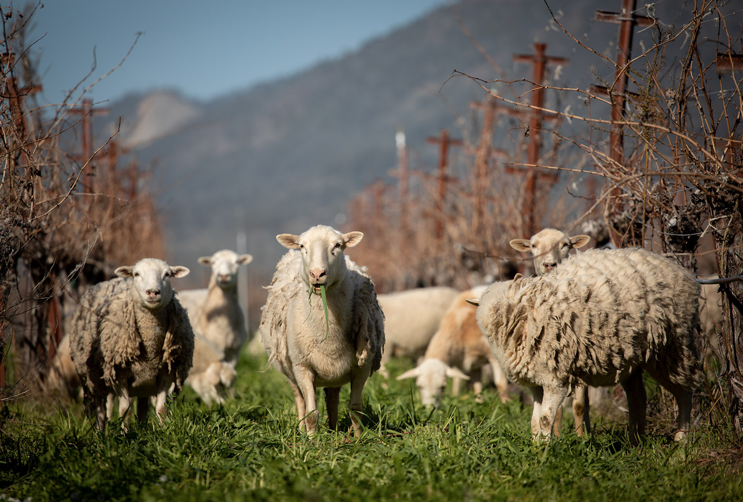 Sheep keeping the cover crops mowed at Eco Terreno