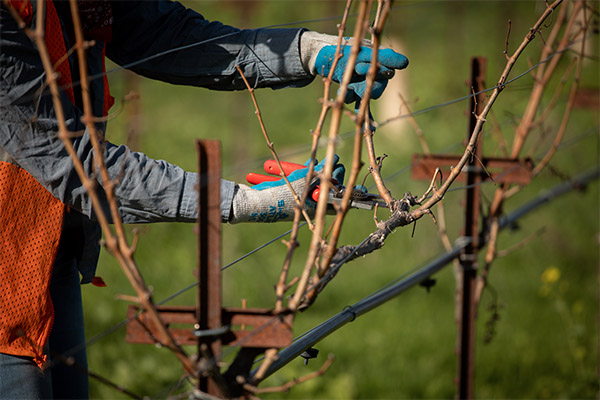 Pruning the vines at the biodynamic vineyard, Eco Terreno