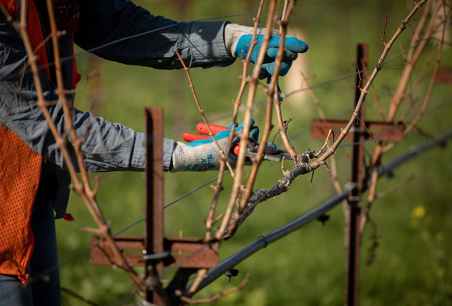 Pruning the vines during winter time at Eco Terreno wine farm