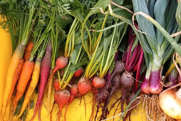 Radishes, carrots, beets picked from the Eco Terreno farm garden
