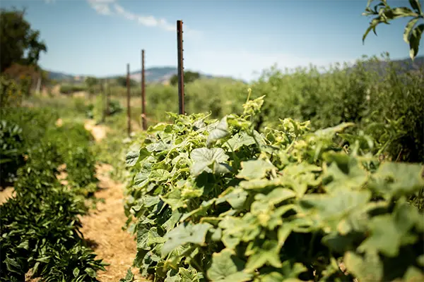 The vegetable garden on the biodynamic wine farm, Eco Terreno