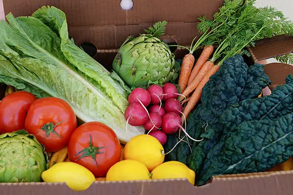 A selection of fresh farm produce in the Eco Terreno CSA box. Includes tomatoes, lemons, radishes, kales, carrots.