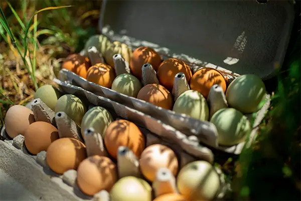 Pasture raised eggs from the Eco Terreno wine farm. Two cartons of delicious, farm fresh eggs.
