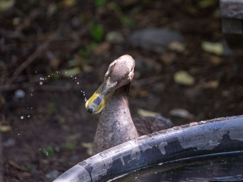 The running ducks at eco terreno. One duck is shown, drinking water