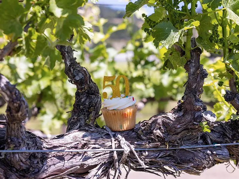 a birthday cupcake with a 50 sign on top, sitting on an old vine at the Eco Terreno vineyard