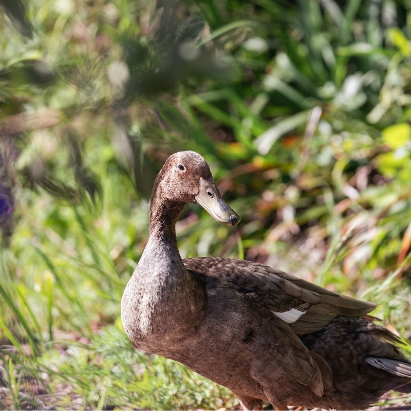 Ducks on the Eco Terreno winery are an important addition to the biodynamic farm