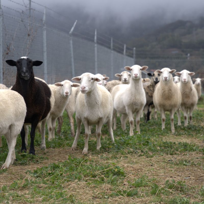 Sheep on the Eco Terreno wine farm during the winter to keep the grass down