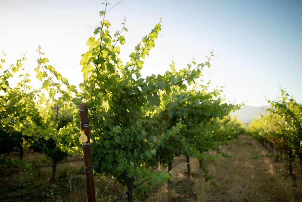 Vineyards at Eco Terreno wine farm in Alexander Valley. The vines are shooting up to the blue sky.