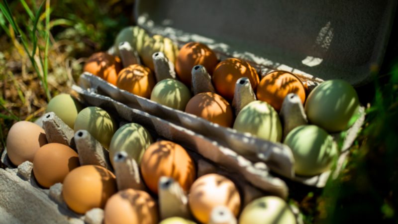 eco terreno eggs at the cloverdale farmets market
