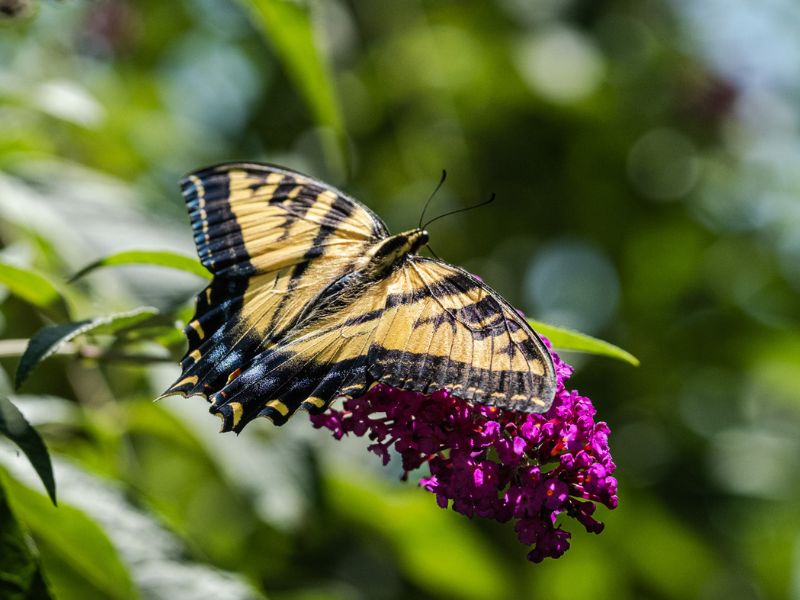 Butterfly on a bright pink plant at Eco Terreno bee garden.