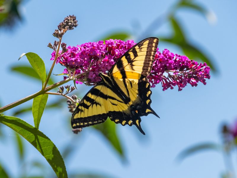 A tiger swallowtail butterfly finding nectar from a plant in the eco terreno bee garden