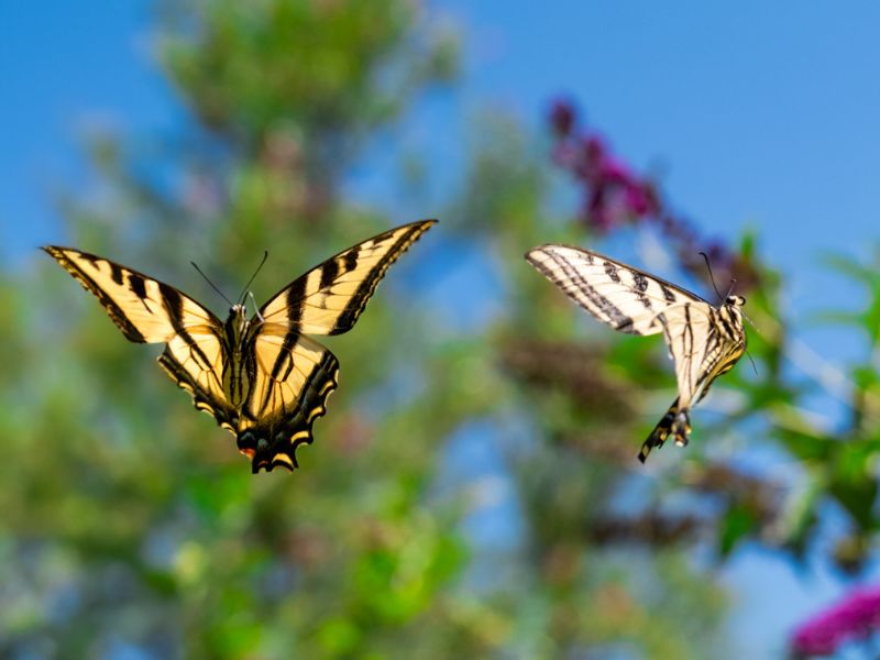 Two tiger swallowtail butterflies flying around in the eco terreno bee garden