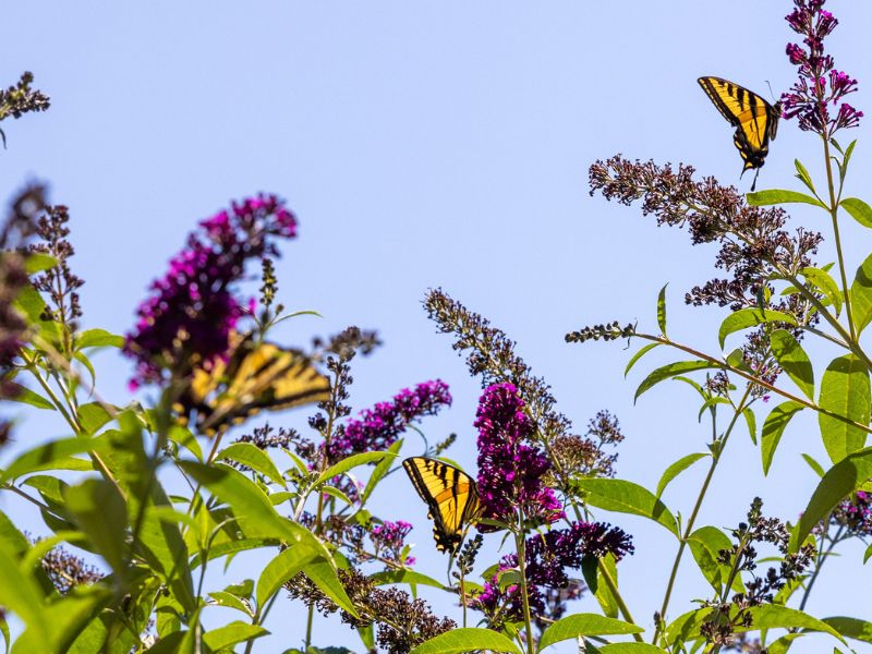 Three butterflies in the bee garden at Eco Terreno