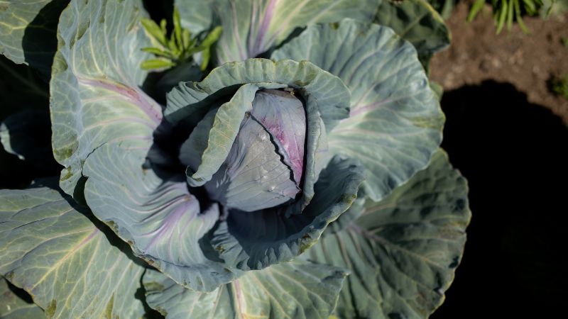 Cabbage from our wine farm