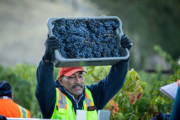 Harvesting red wine grapes at eco terreno vineyards