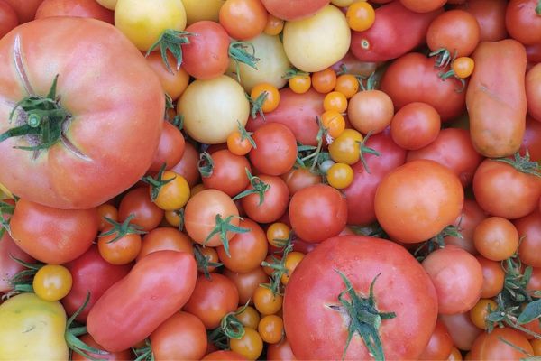 Eco Terreno organic tomatoes