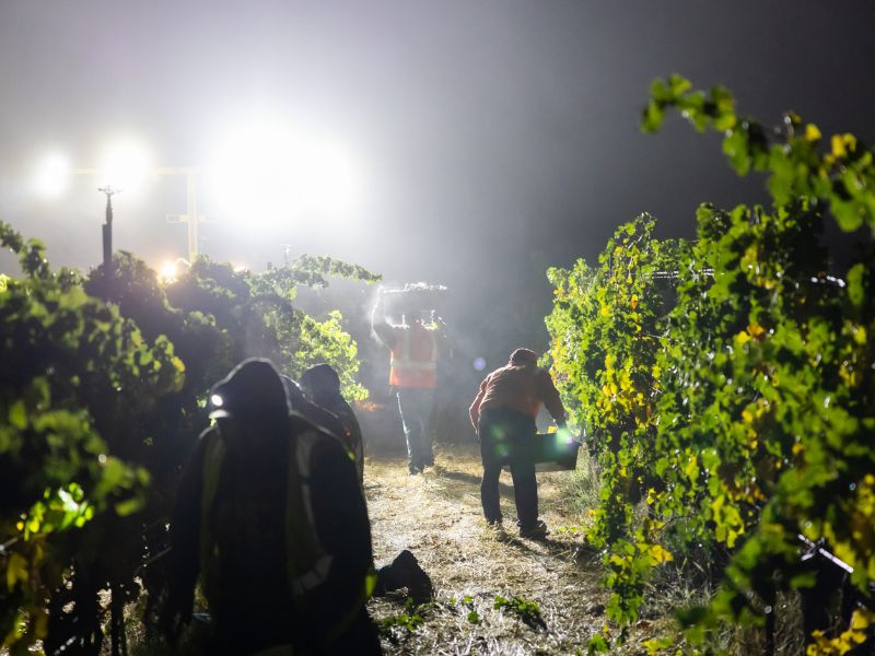The team picking grapes at Eco Terreno in Sonoma County. They are picking the grapes for the 2023 Harvest under lights.