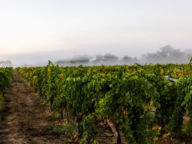 Morning fog lingers as the morning breaks at Eco Terreno wines & vineyards in Sonoma county