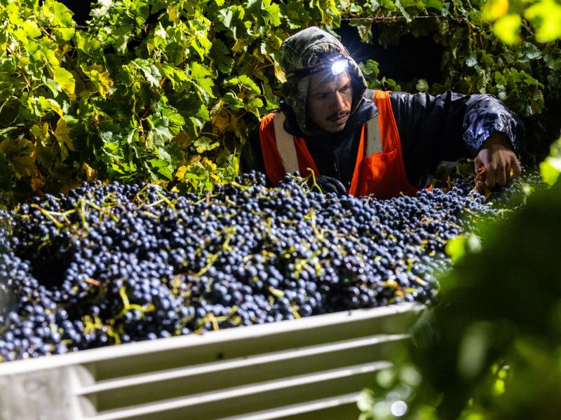 A worker is hand sorting the grapes in the harvest bin to ensure the highest quality