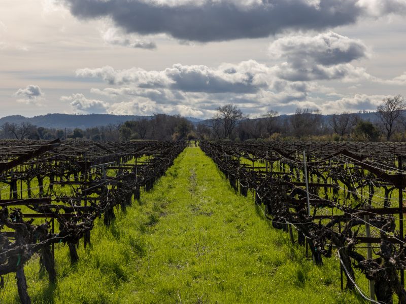 Cover crop between the vines at the Eco Terreno wine farm in Alexander Valley, Sonoma County