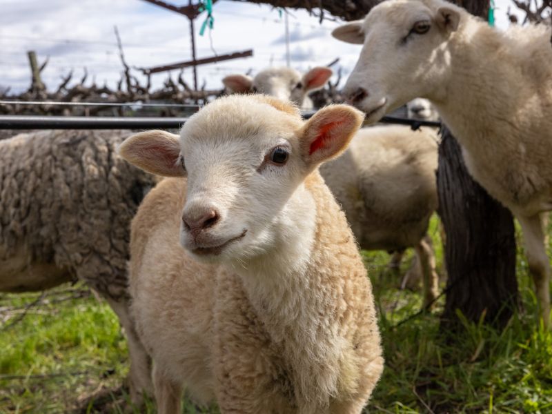 Lamb staring at the camera up close, between the vines at Eco Terreno wines & vineyard, Sonoma County