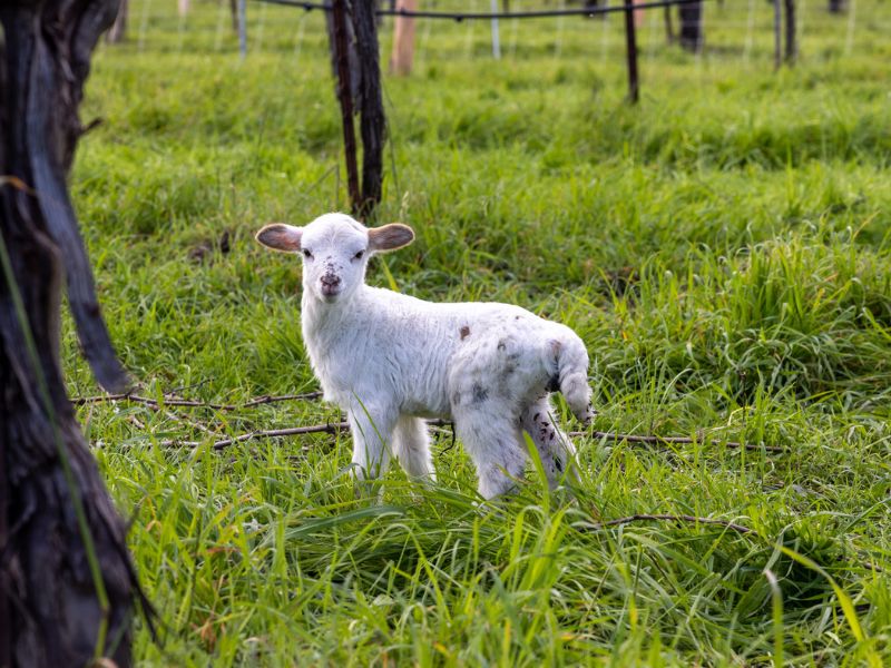Lamb standing in the thick cover crop growing between the vines at Eco Terreno wines & vineyards.