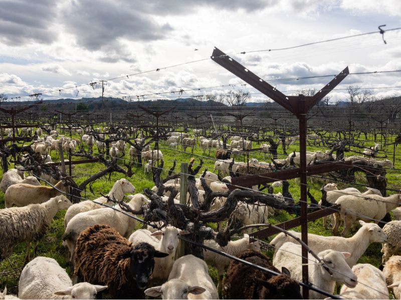 Sheep grazing between the vines at Eco Terreno wines & vineyard in Sonoma County, Alexander Valley