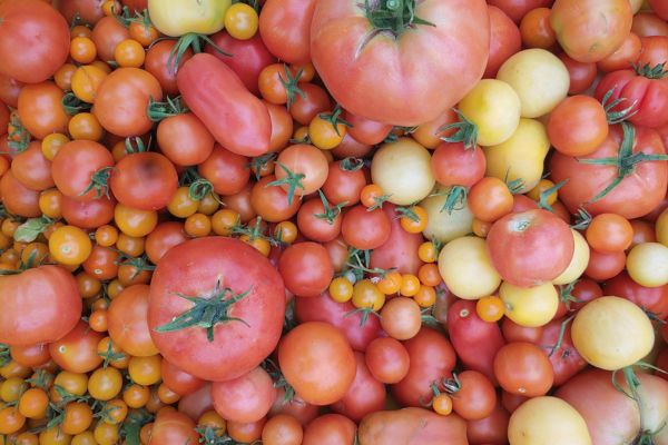 tomatoes grown in the organic garden at eco terreno vineyards