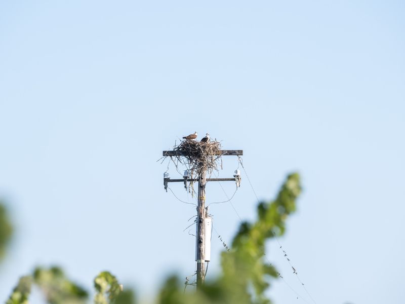 birdlife at the eco terreno organic vineyard