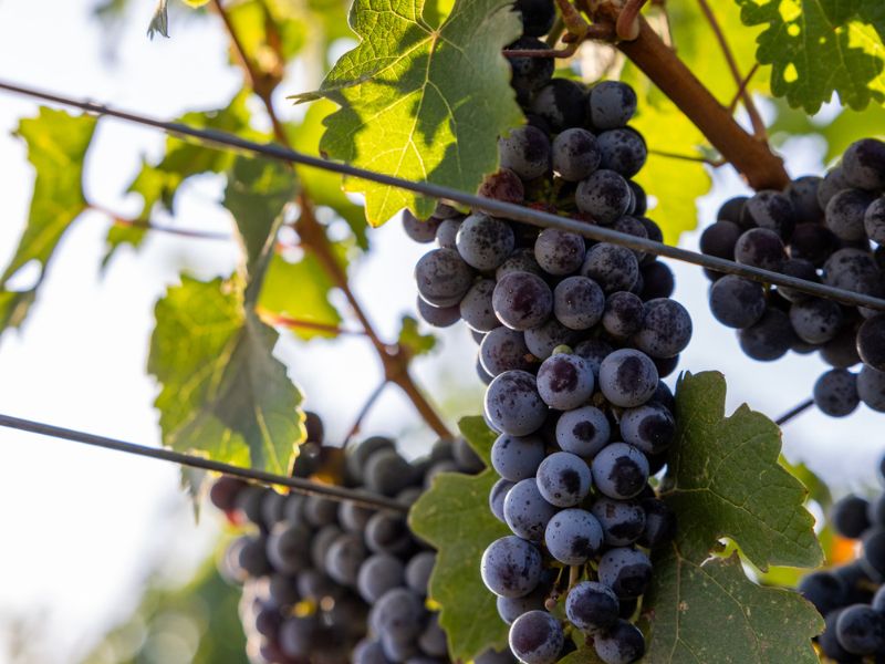 cabernet sauvignon ready for harvest at the eco terreno vineyard in sonoma county