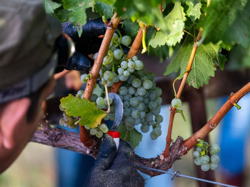 sauvignon blanc grapes being harvested at eco terreno vineyard