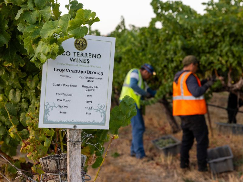 vineyard workers at the eco terreno vineyard for harvest