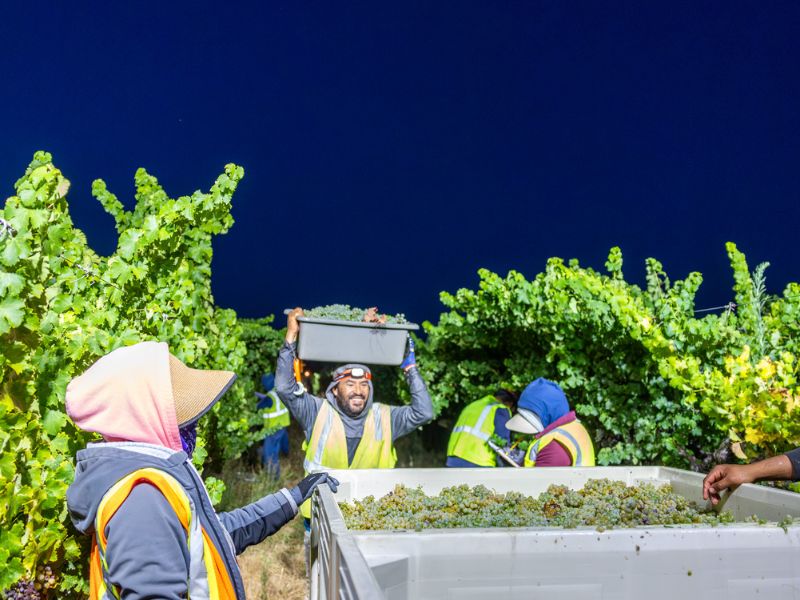 night time harvest at eco terreno vineyard