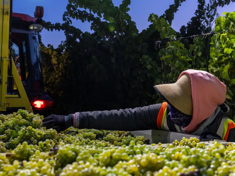 harvest at night time at the eco terreno vineyard in alexander valley