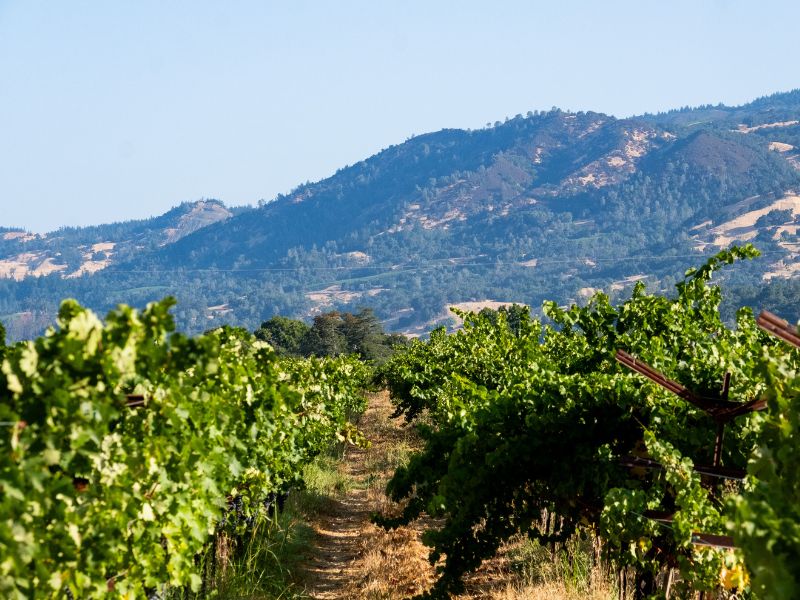 the beautiful alexander valley where eco terreno vineyard is located