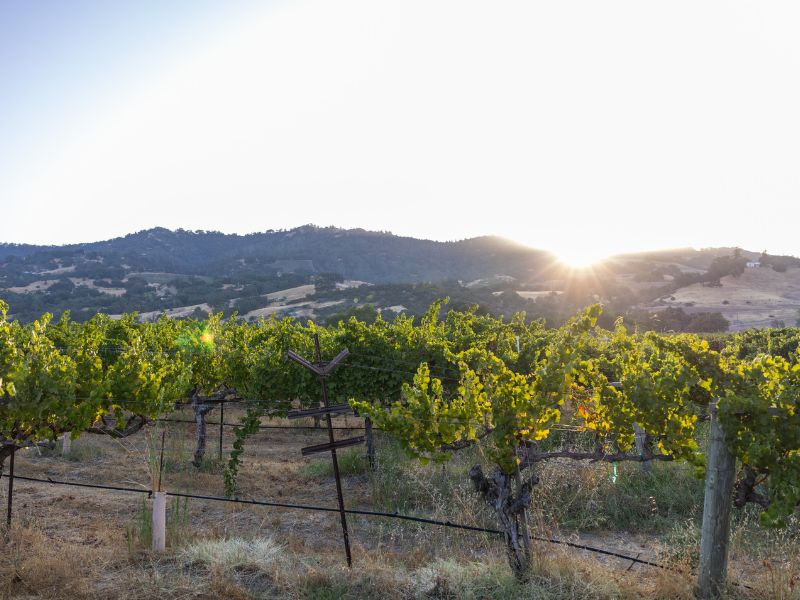 the sunrise over the eco terreno vineyard