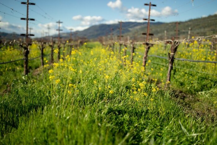 cover crop protecting the soil on the eco terreno vineyard