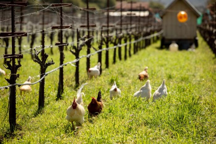 chickens roaming freely on the eco terreno vineyard