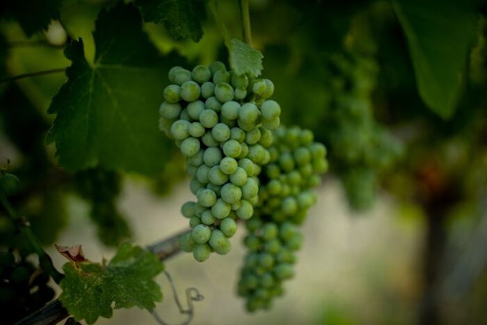 healthy green grapes growing on the vines at the eco terreno vineyard