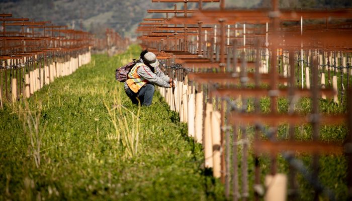 pruning a row of vines at eco terreno wines & vineyards