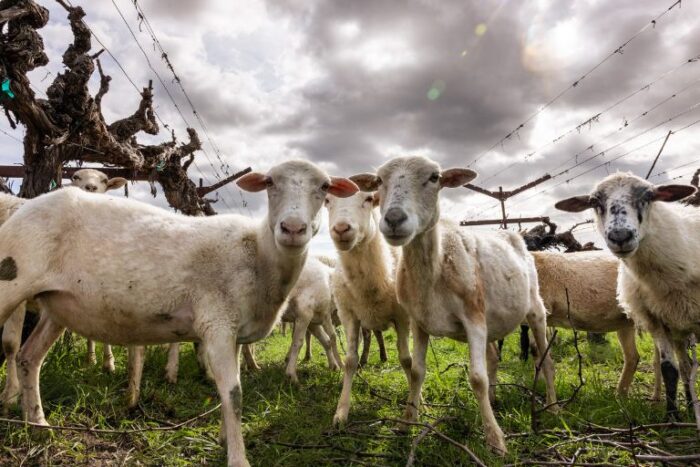 sheep grazing between the eco terreno vineyards