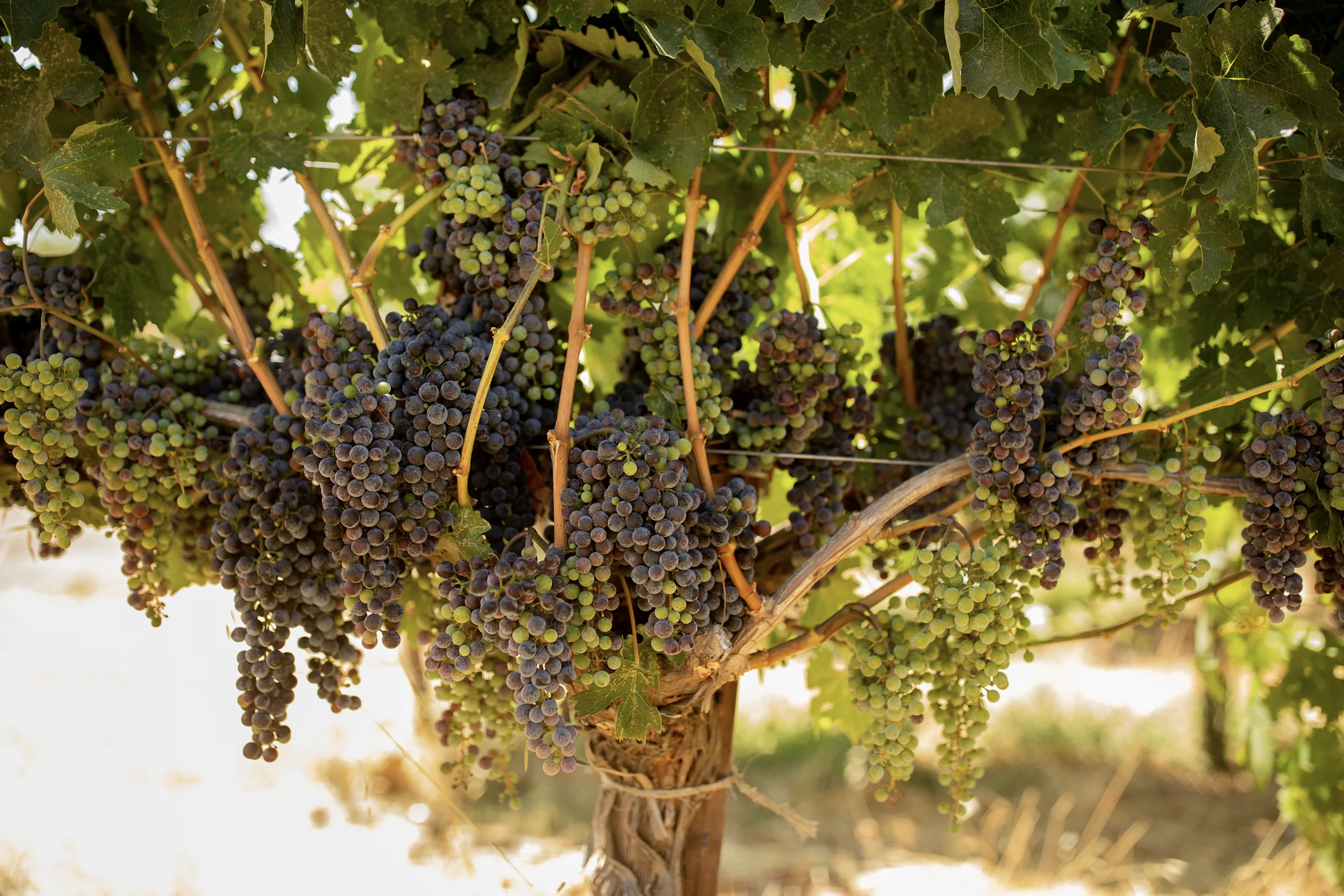 eco-terreno-vineyard-sonoma-red-grapes red grapes growing on the eco terreno wines & vineyards estate in alexander valley