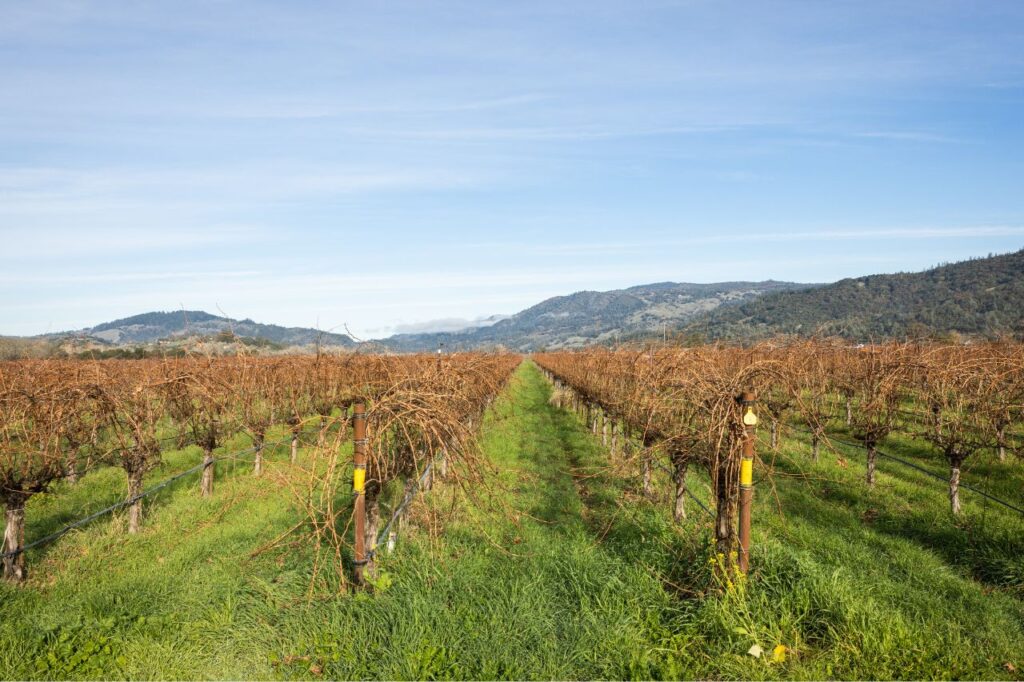 vines during the winter at eco terreno wines & vineyards