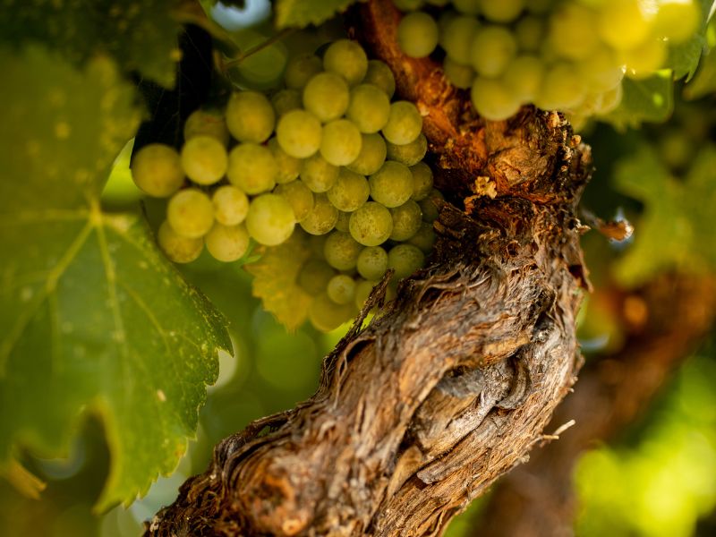 eco-terreno-vineyard-old-vine-sauvignon-blanc green grapes almost ready to pick at eco terreno vineyard